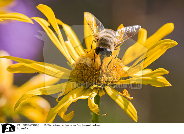 hoverfly / MBS-03683