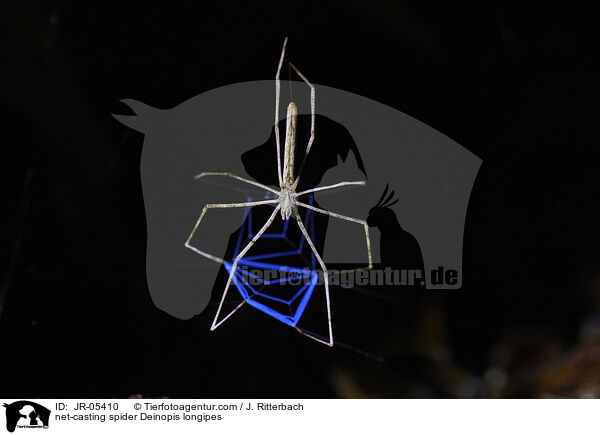 net-casting spider Deinopis longipes / JR-05410
