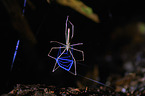net-casting spider Deinopis longipes