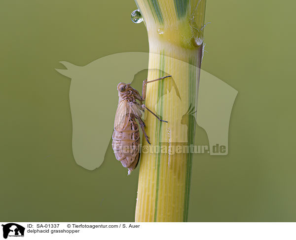 delphacid grasshopper / SA-01337