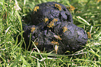 dung flies on sheep faeces