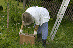 beekeeper with european bees