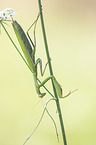 European mantis