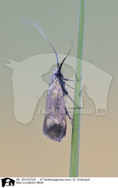 fairy Longhorn Moth / DV-03725
