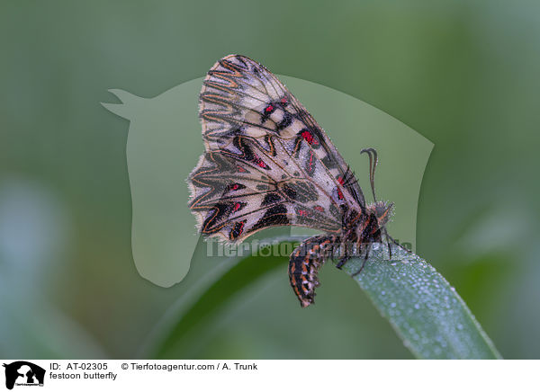 festoon butterfly / AT-02305