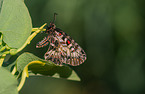 festoon butterfly