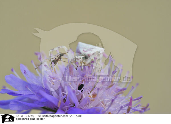 goldenrod crab spider / AT-01759