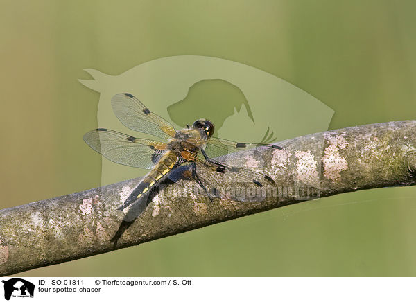 four-spotted chaser / SO-01811