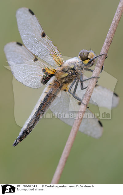 four-spotted chaser / DV-02041