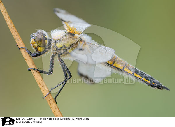 four-spotted chaser / DV-02042