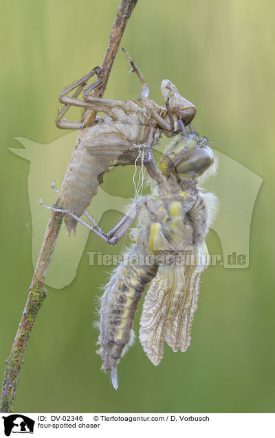 Vierflecklibelle / four-spotted chaser / DV-02346