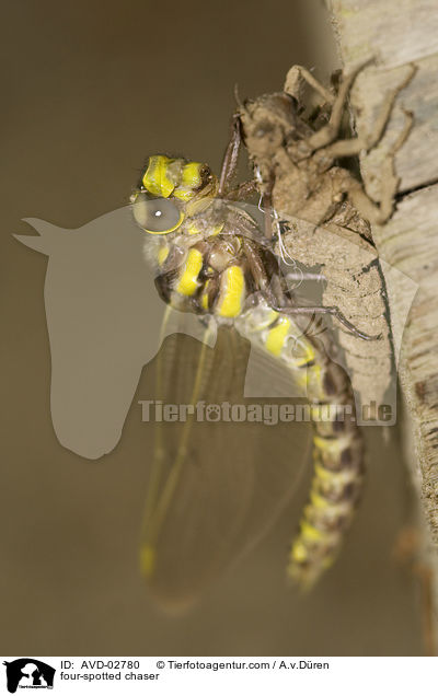 Vierflecklibelle / four-spotted chaser / AVD-02780