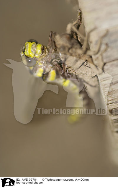 Vierflecklibelle / four-spotted chaser / AVD-02781