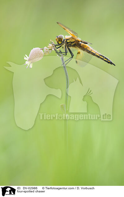 Vierflecklibelle / four-spotted chaser / DV-02986
