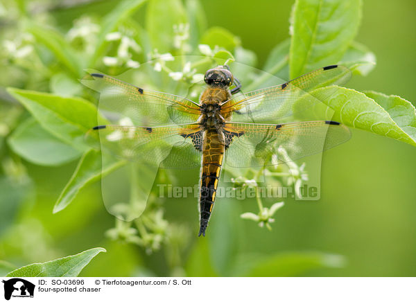 four-spotted chaser / SO-03696