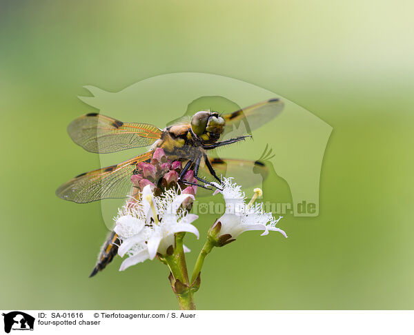 four-spotted chaser / SA-01616