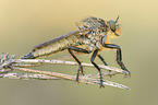 golden-tabbed robber fly