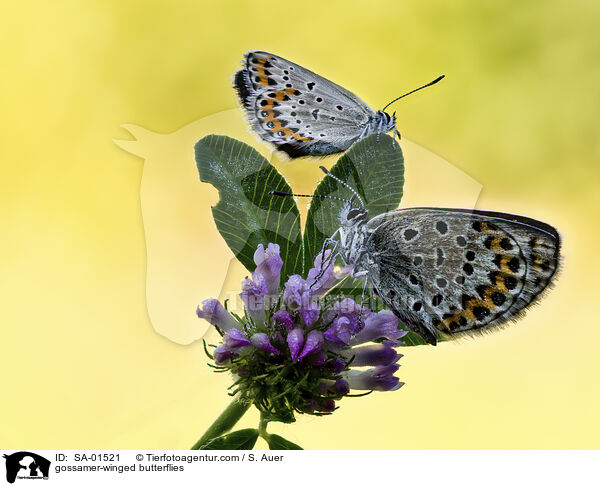 gossamer-winged butterflies / SA-01521