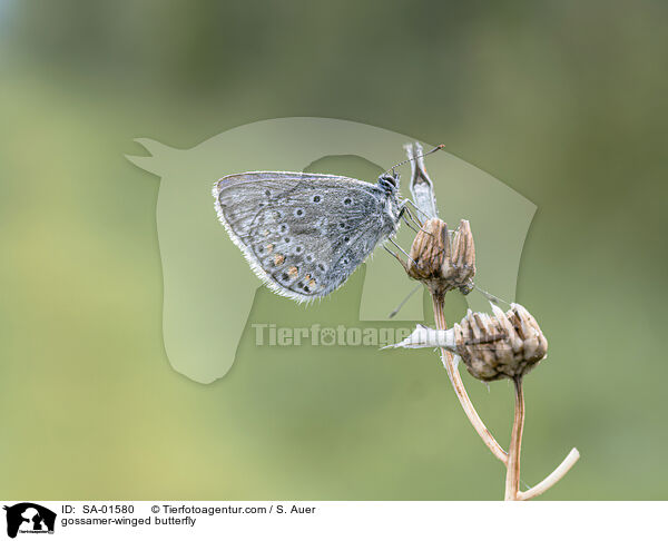 gossamer-winged butterfly / SA-01580