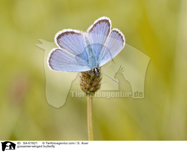 Bluling / gossamer-winged butterfly / SA-01621