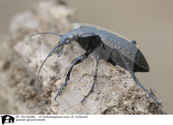 grainier ground beetle / DV-02268