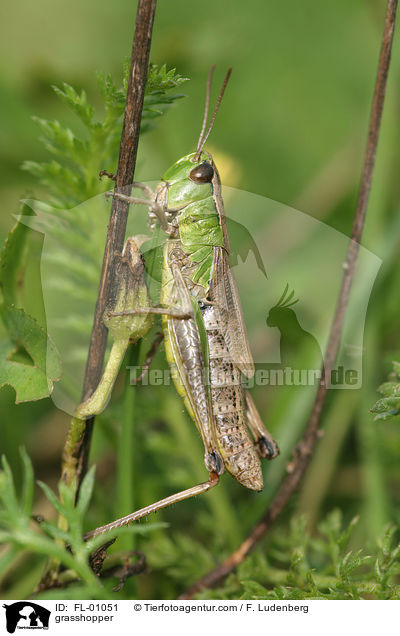 Grashpfer / grasshopper / FL-01051