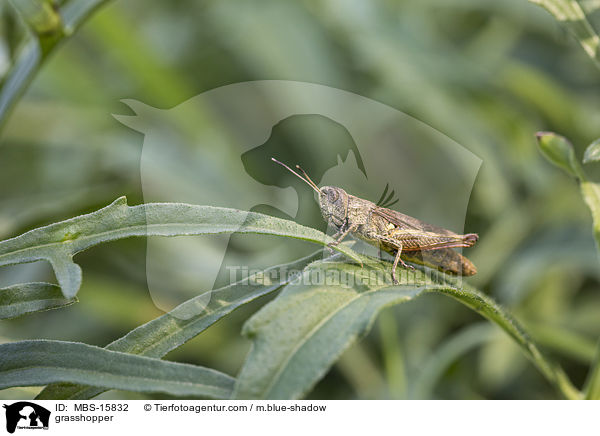 grasshopper / MBS-15832