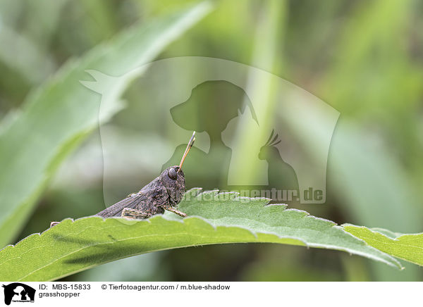 grasshopper / MBS-15833