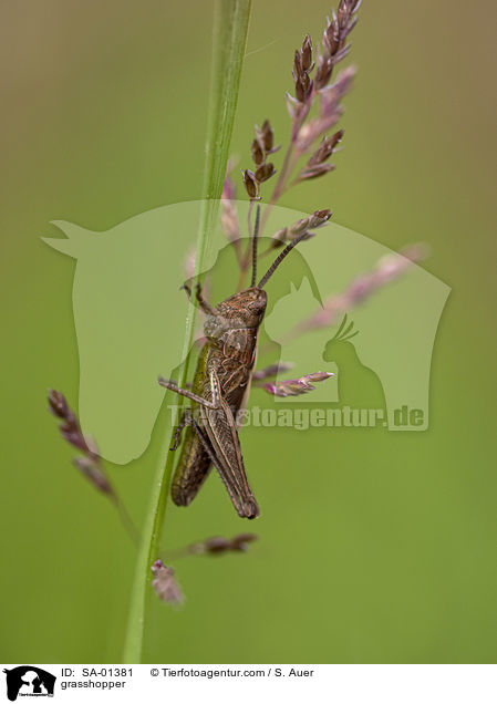 grasshopper / SA-01381