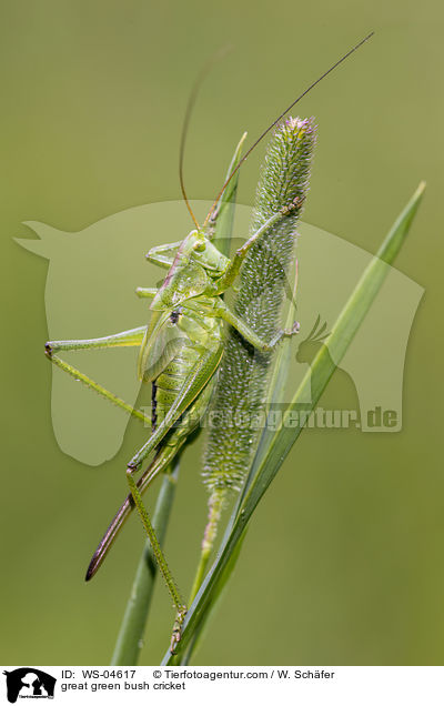 great green bush cricket / WS-04617