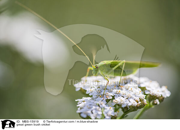 great green bush cricket / MBS-15919