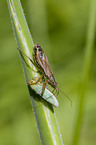 leafhopper and damsel bug