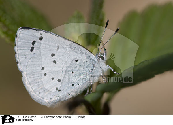 blue butterfly / THA-02645