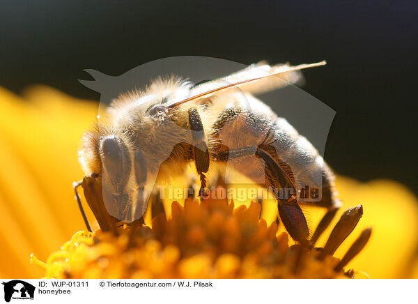 honeybee / WJP-01311