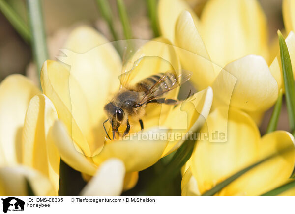 honeybee / DMS-08335