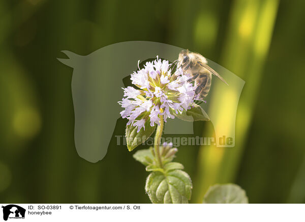 honeybee / SO-03891