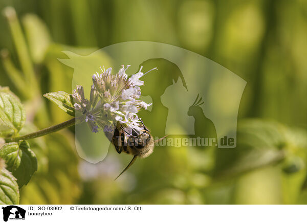 honeybee / SO-03902