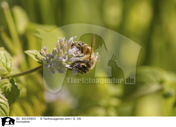 honeybee / SO-03903