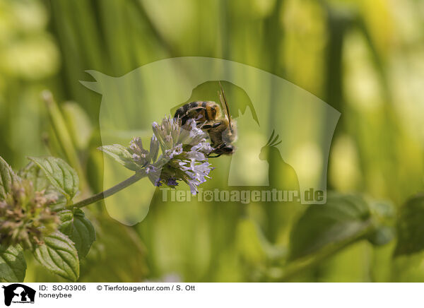 honeybee / SO-03906