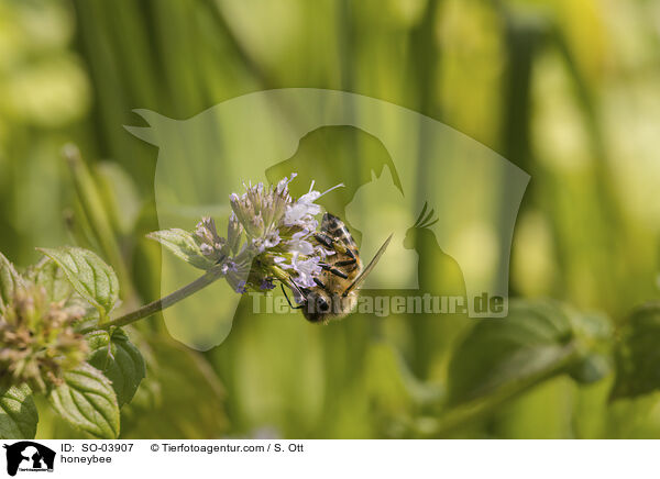 honeybee / SO-03907