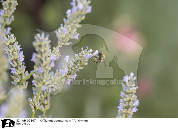 honeybee / AH-05367