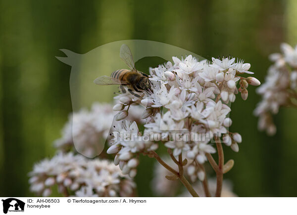 honeybee / AH-06503