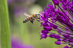flying Honey Bee