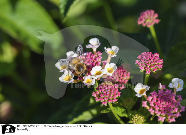 hoverfly / SST-23073