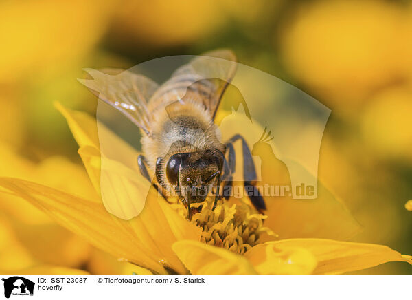 hoverfly / SST-23087