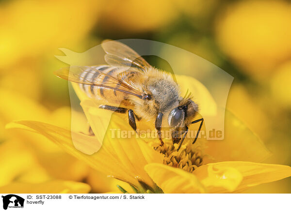 hoverfly / SST-23088