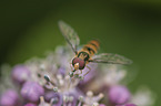 sitting Hoverfly
