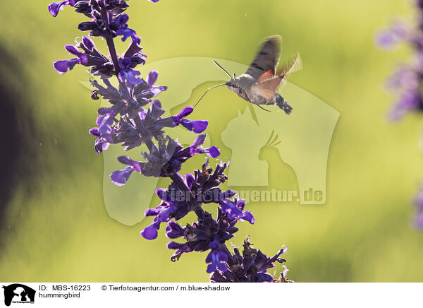 hummingbird / MBS-16223