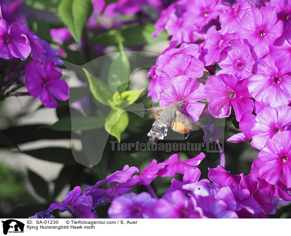 fliegendes Taubenschwnzchen / flying Hummingbird Hawk moth / SA-01230