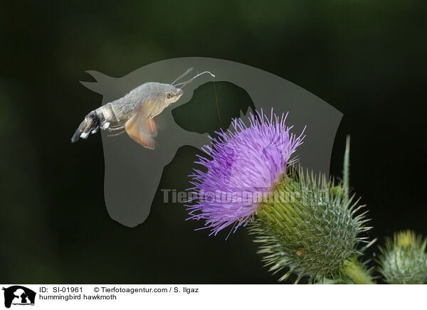 hummingbird hawkmoth / SI-01961